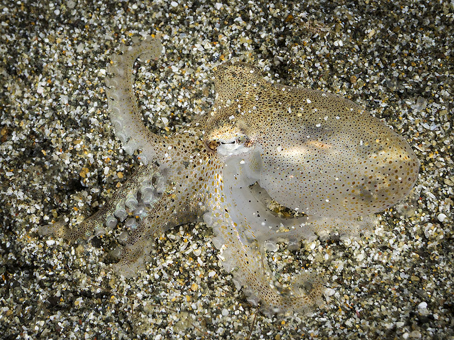 Amphioctopus marginatus